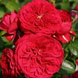 Красная Шапочка_0x160 Любимый сад